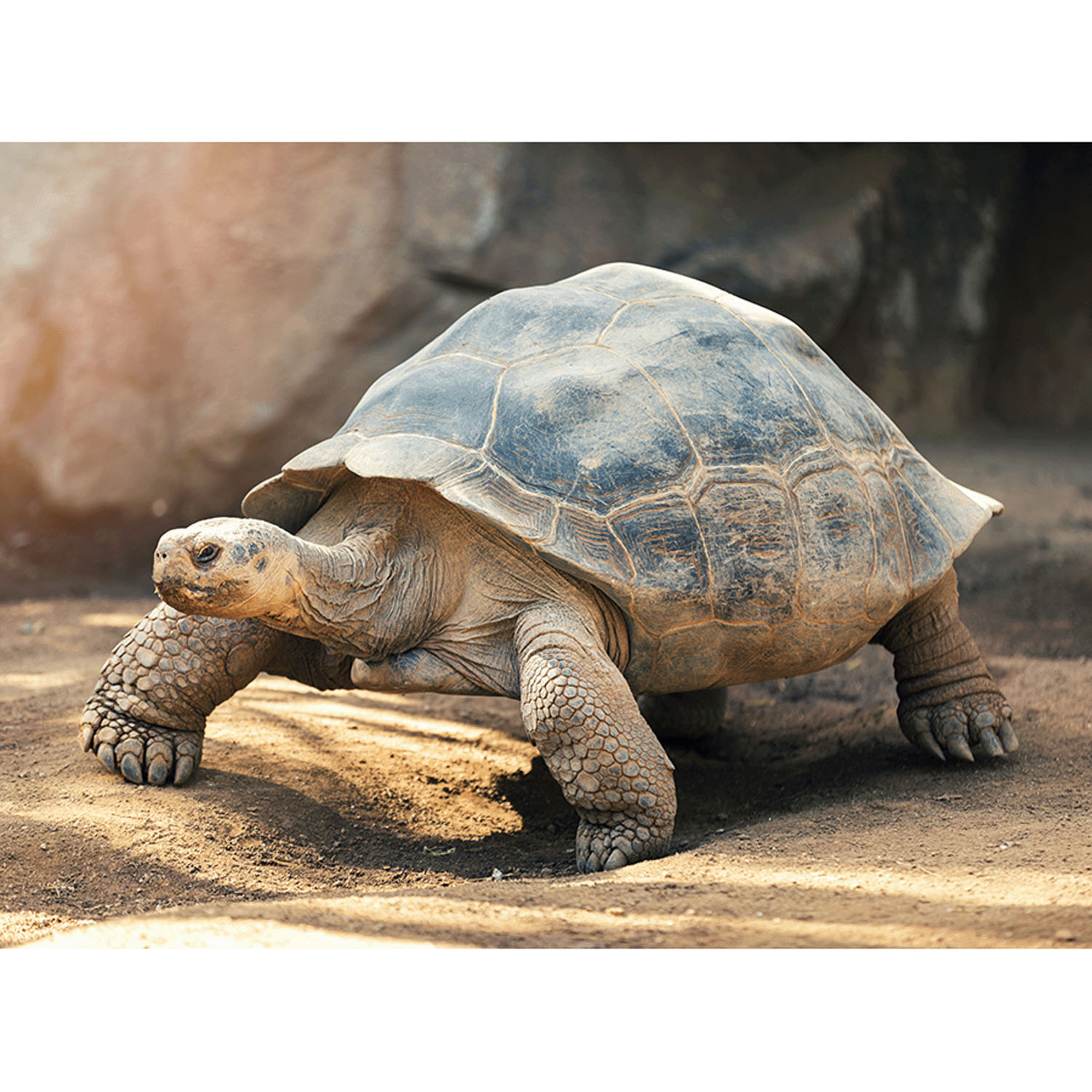 Miita 【Animal】 ガラパゴスゾウガメ - 画像5