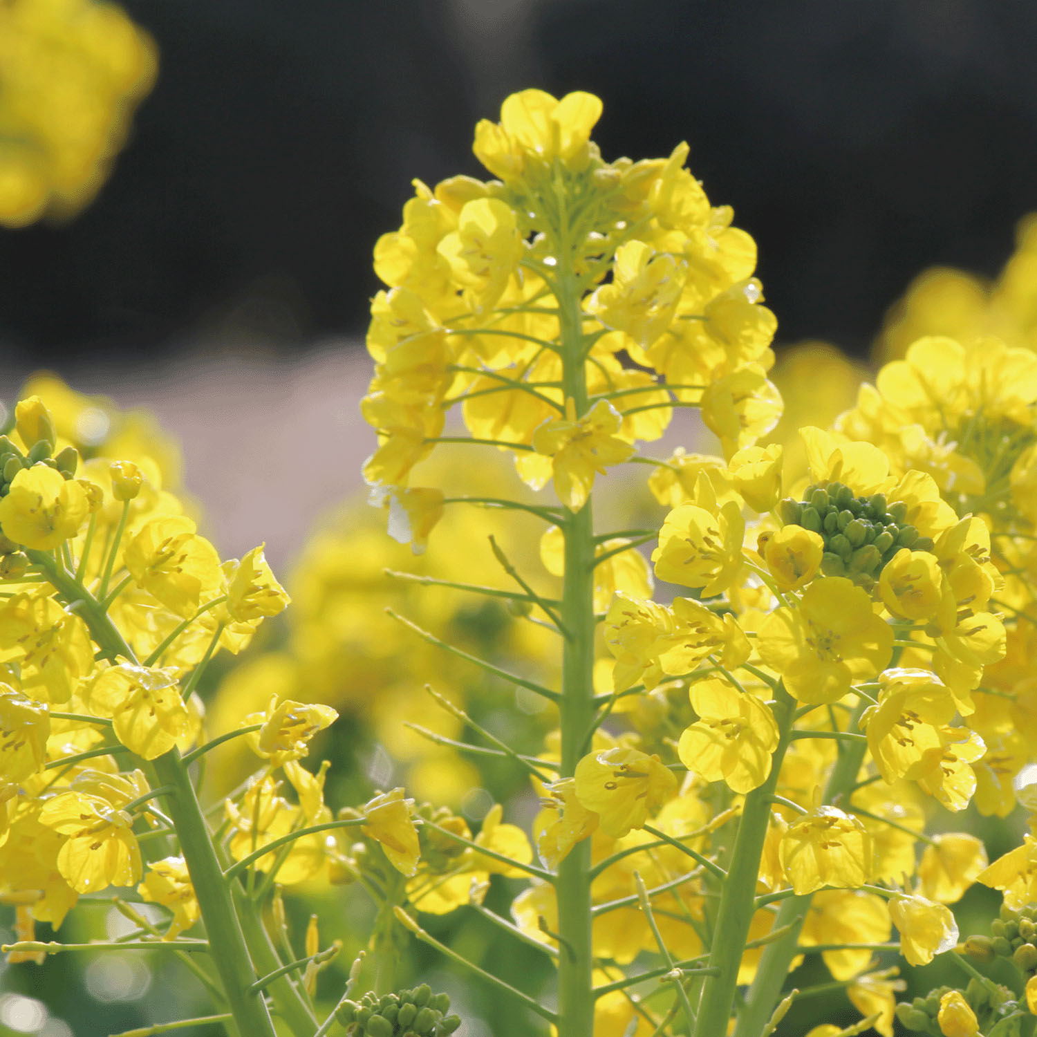 日本製 ボタニカルダイストール - 画像12