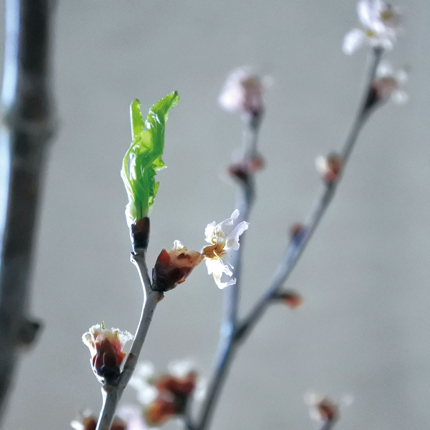 日本製 ボタニカルダイストール - 画像14