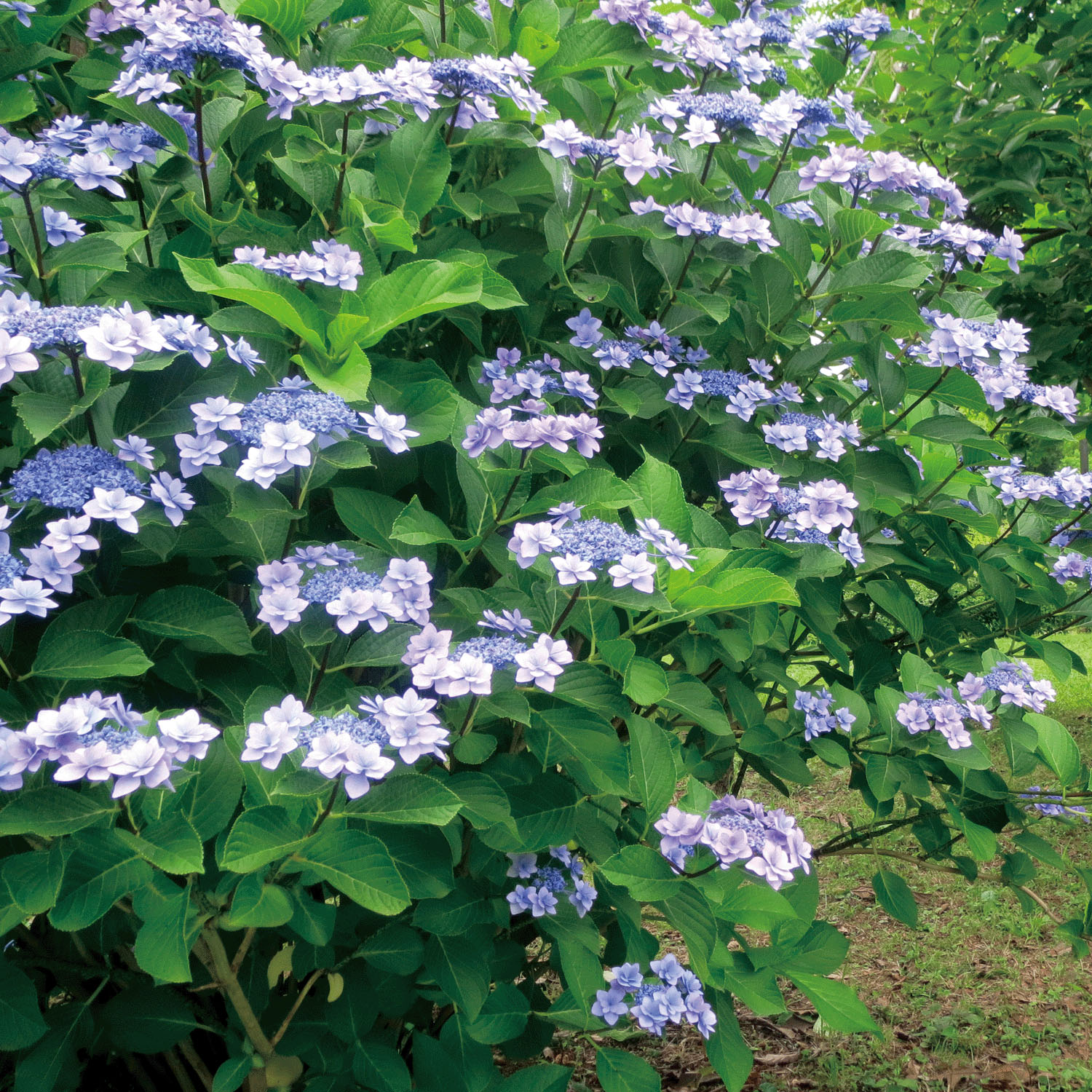 日本製 ボタニカルダイストール - 画像20