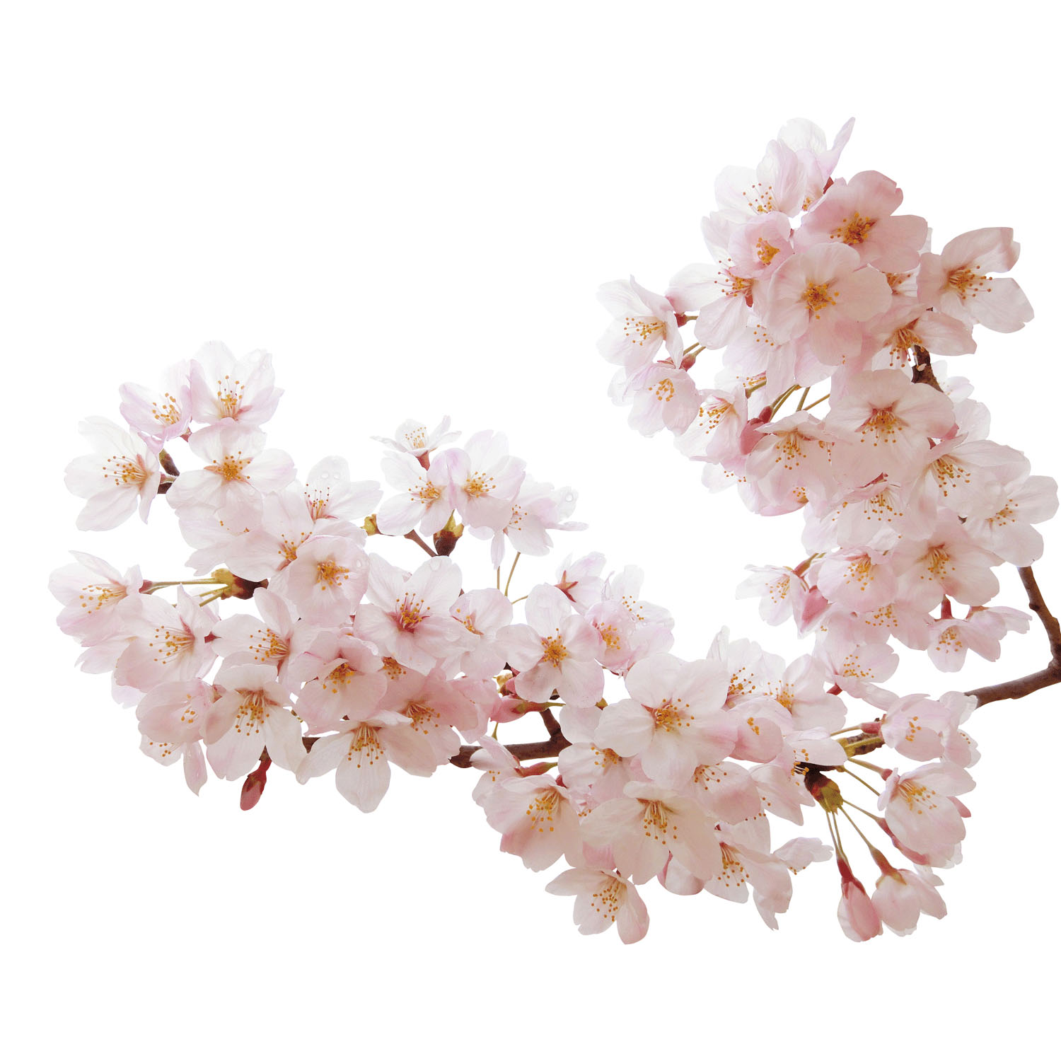 日本製 ボタニカルダイストール - 画像8