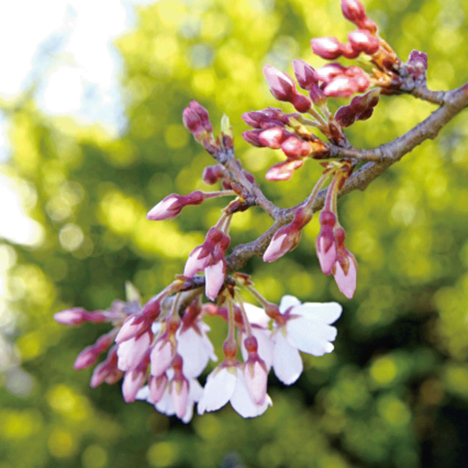 日本製 ボタニカルダイストール - 画像10