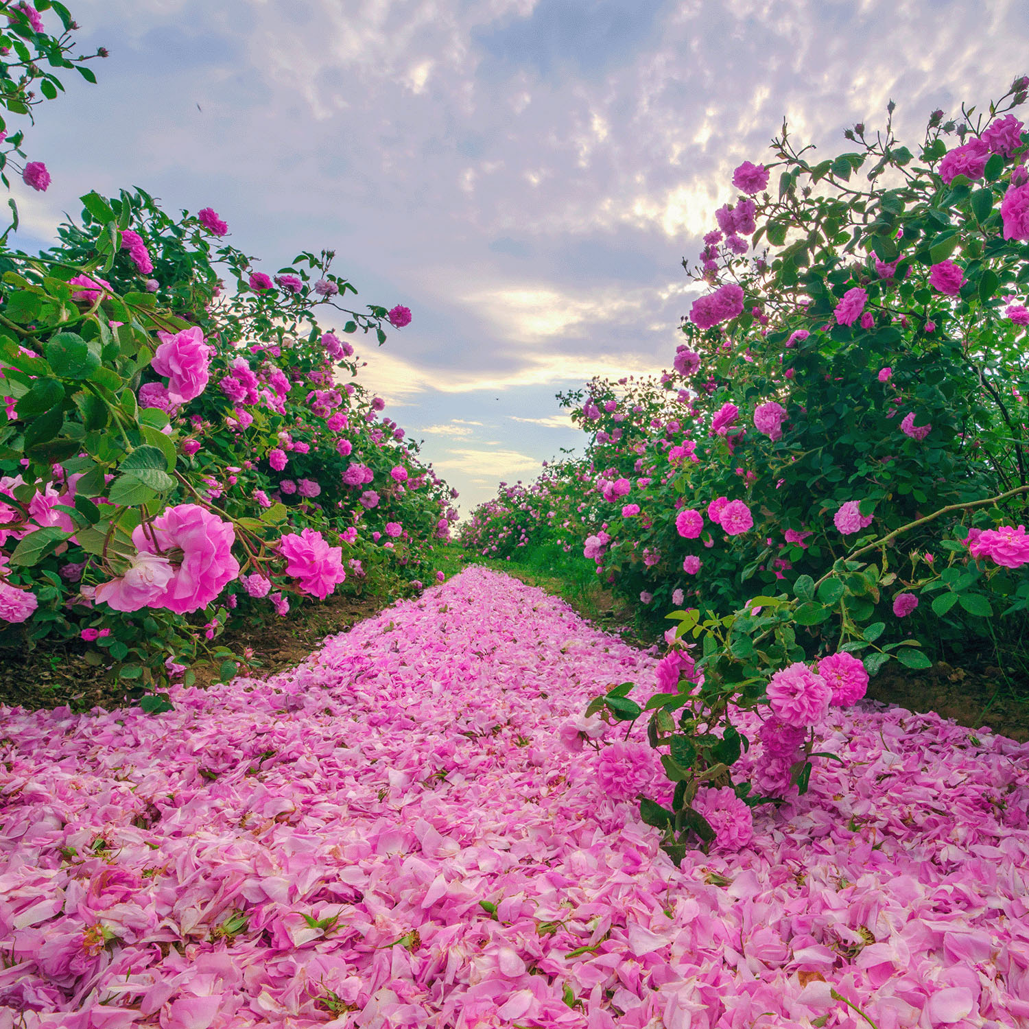 アルテヤオーガニック ブルガリアンローズ ウォーター〈化粧水〉 - 画像5