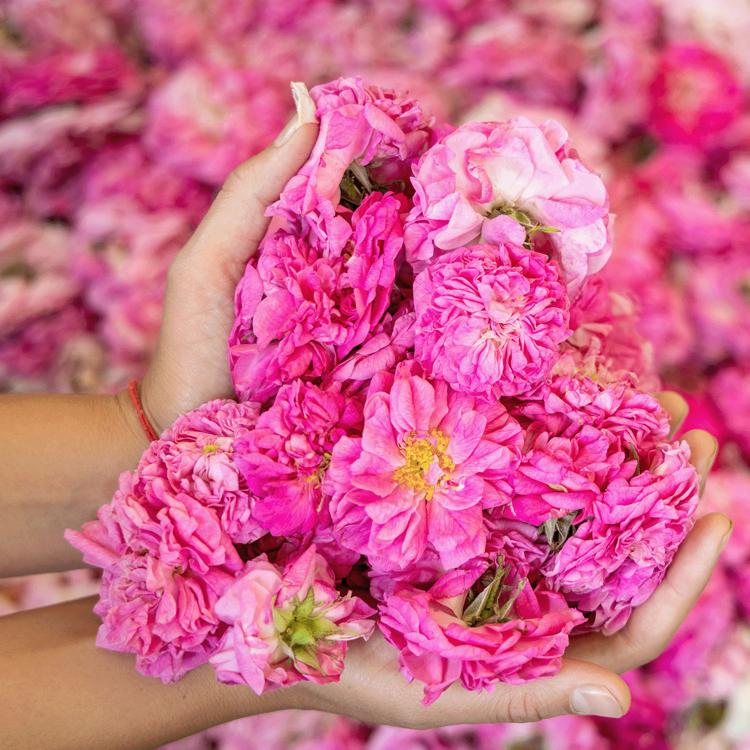 アルテヤオーガニック ブルガリアンローズ ウォーター〈化粧水〉 - 画像6