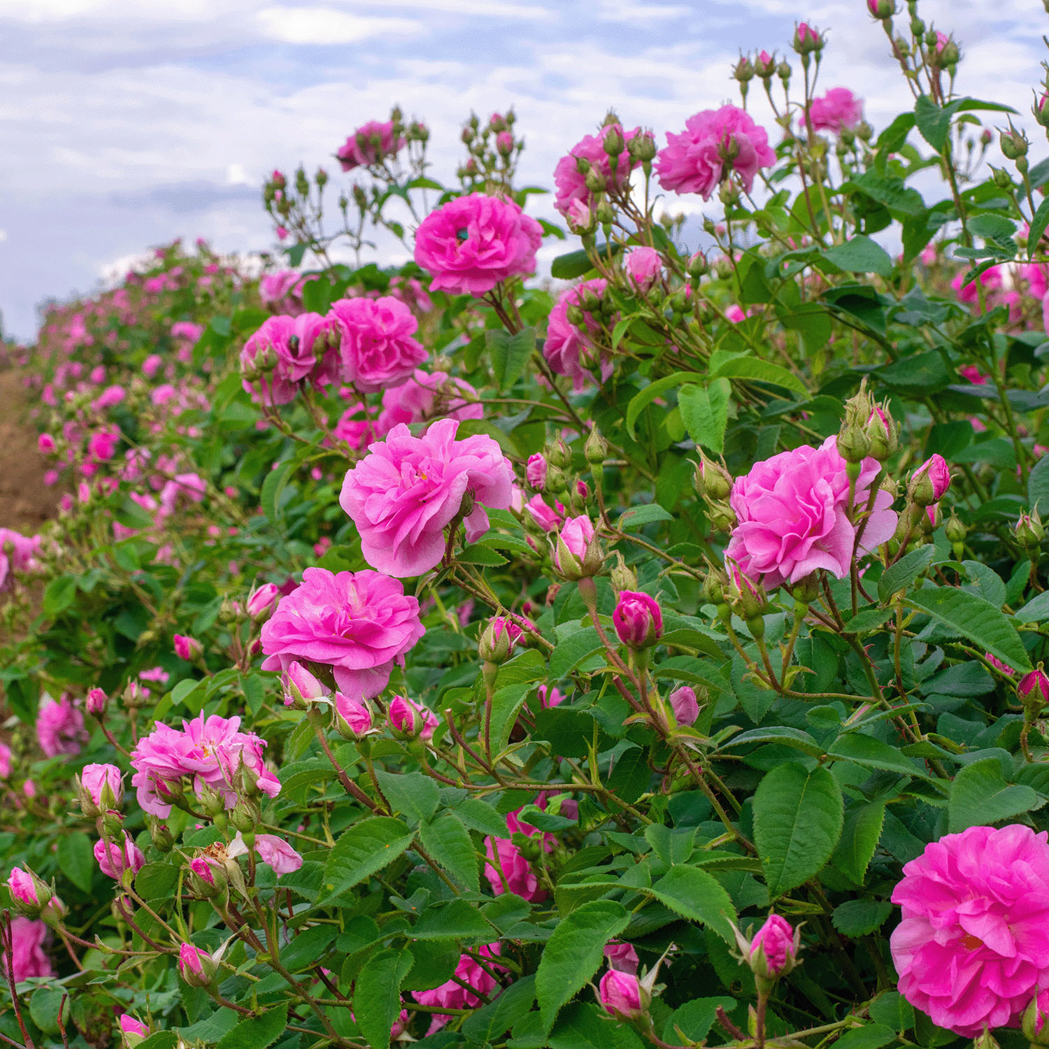 アルテヤオーガニック ブルガリアンローズ セラム〈美容液〉 - 画像7
