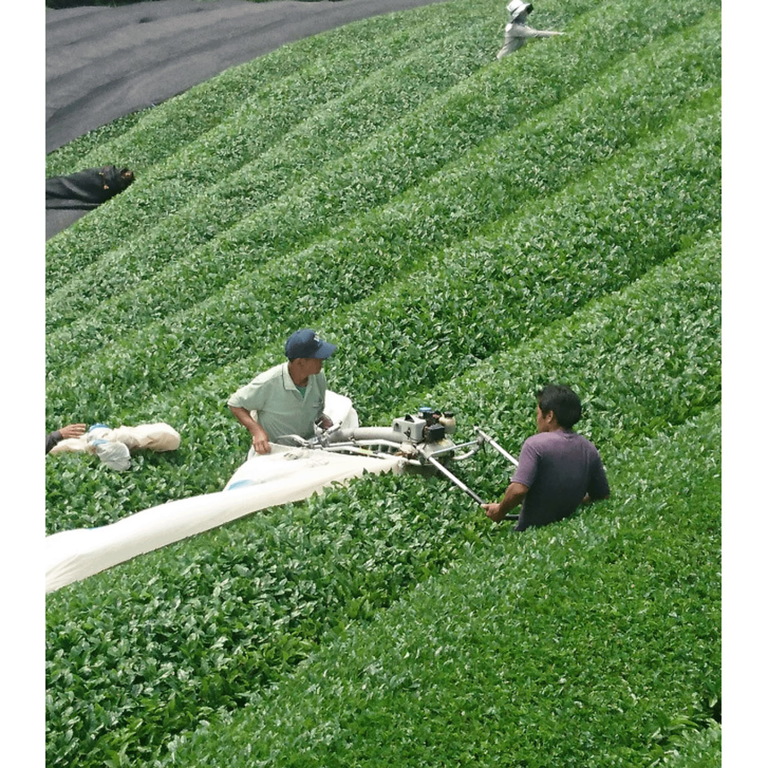 【新商品お試し割引2／26迄】抹茶の潤い洗顔パウダー - 画像4