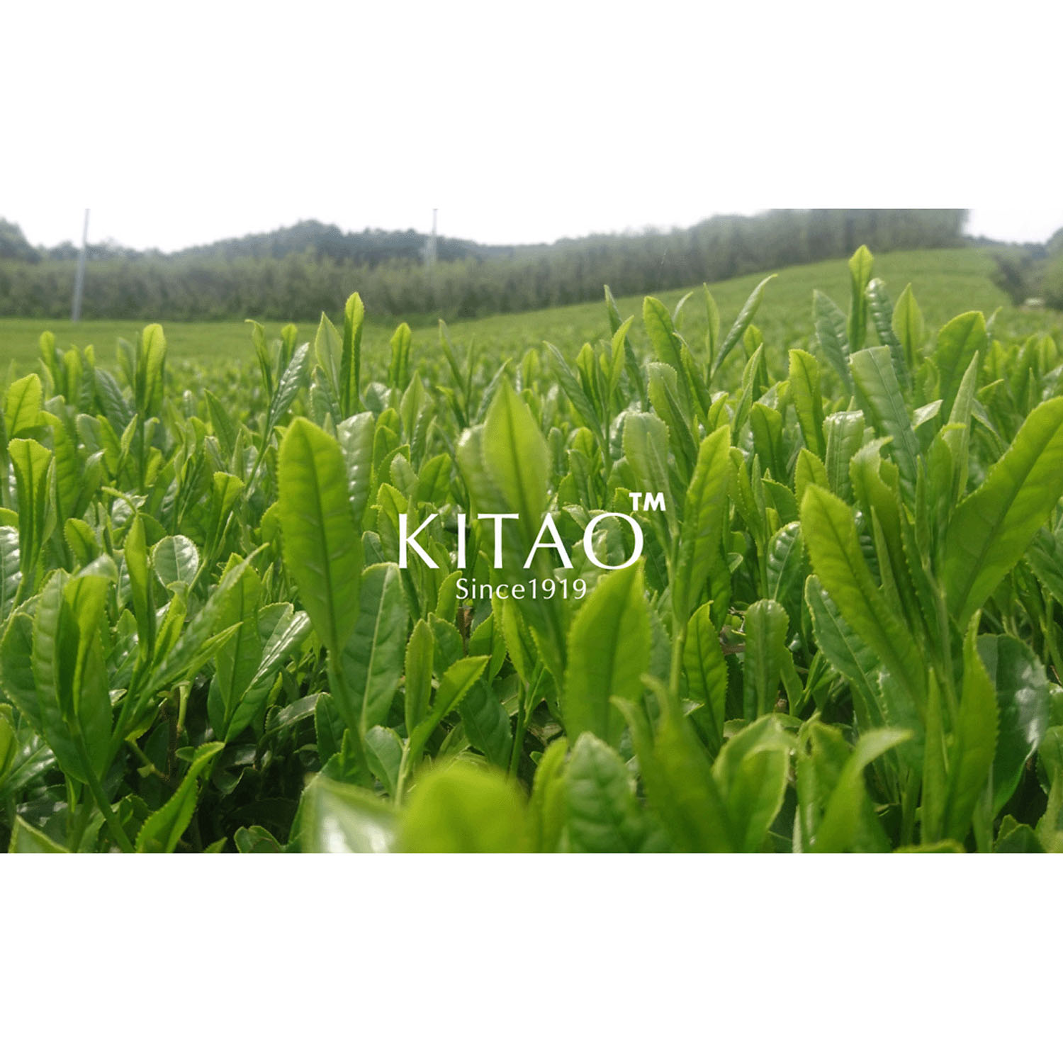 【新商品お試し割引2／26迄】KITAO MATCHAエッセンスローション - 画像3