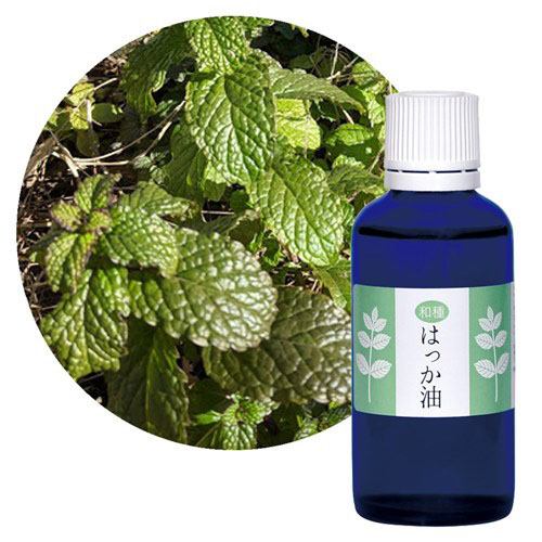 和種 はっか油 50ml - 画像2
