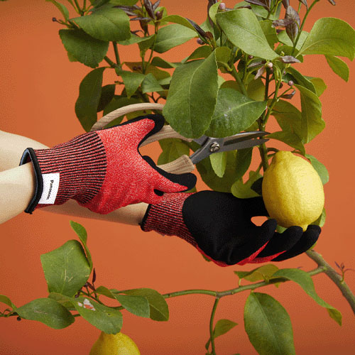 【在庫限り】ストロングンテ - 画像4