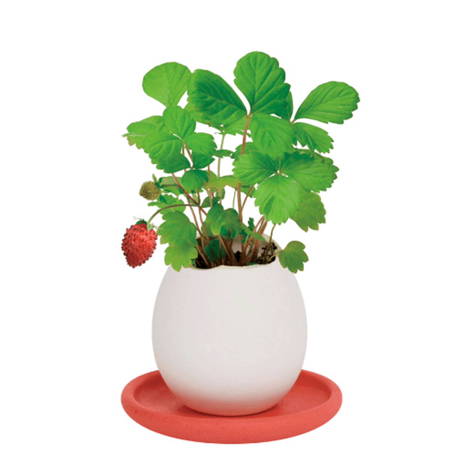 栽培 エッグリング＆ソーサー - 画像10