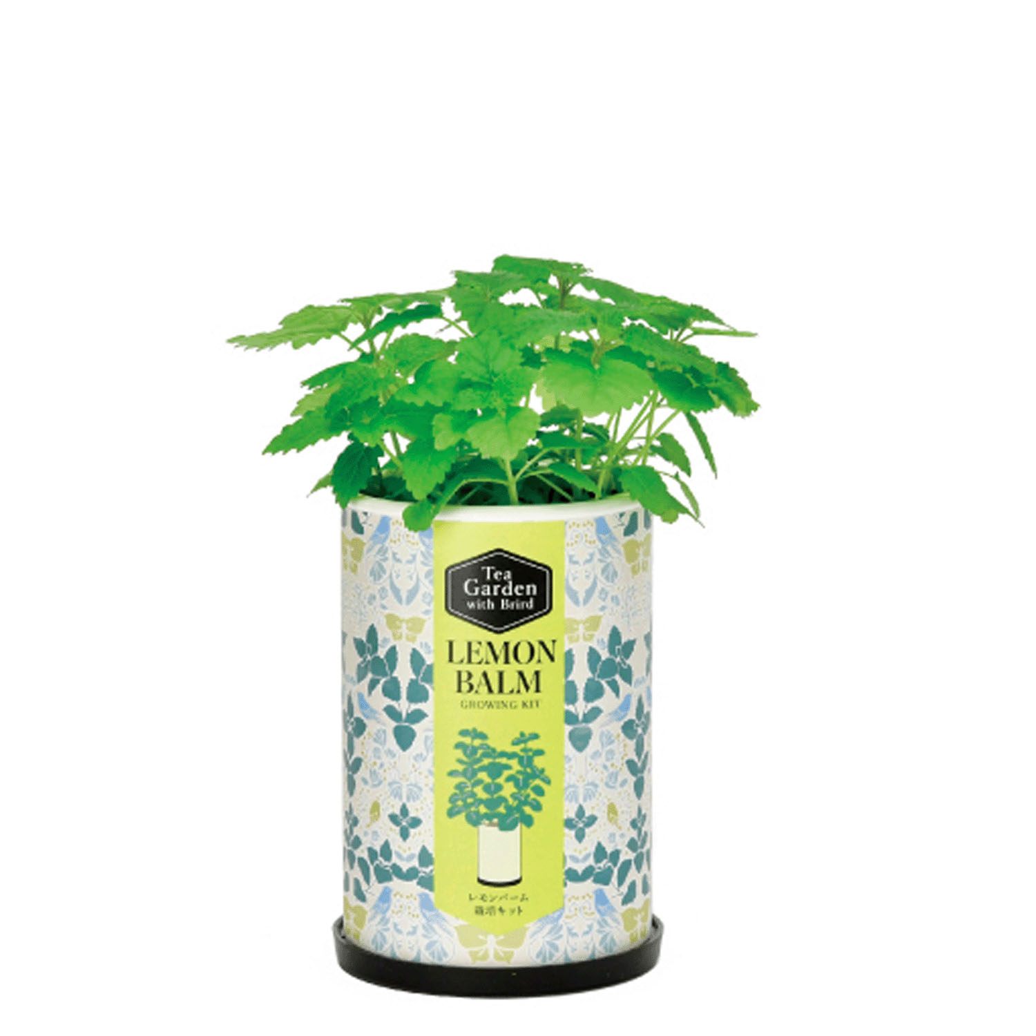 栽培セット ティーガーデン - 画像5