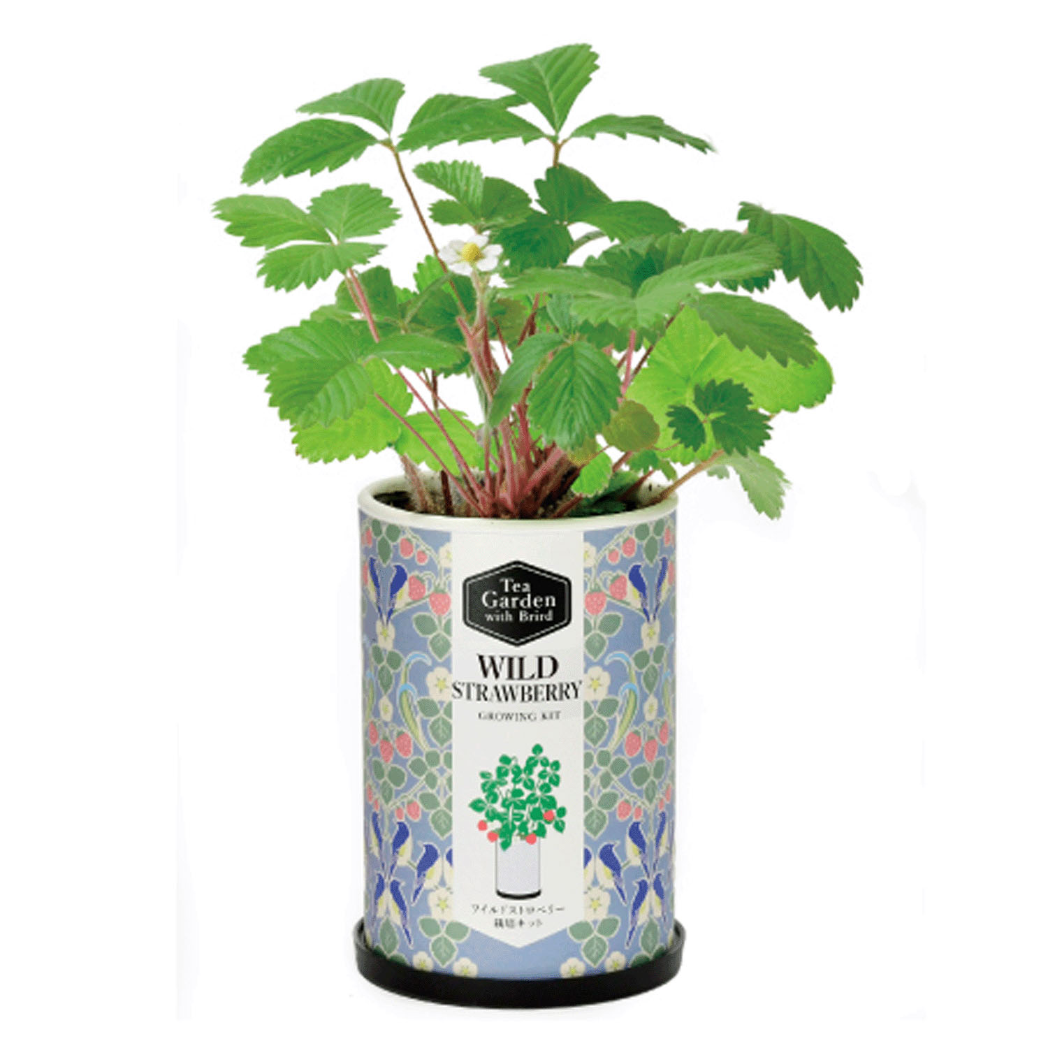 栽培セット ティーガーデン - 画像7